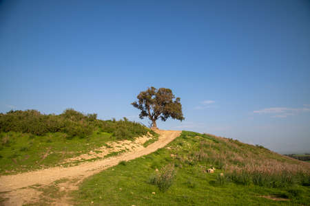 Wheat field near Pura Nature Reserve, Israel.