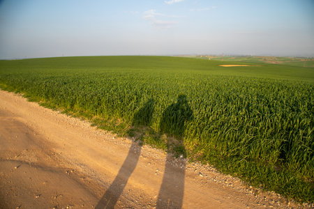 Wheat field near Pura Nature Reserve, Israel.
