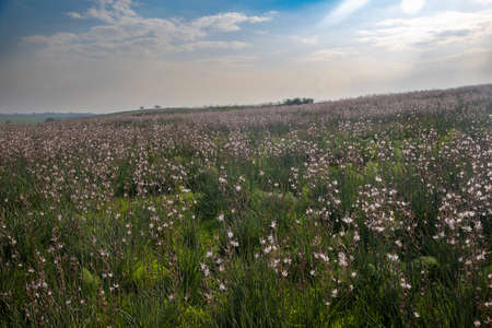 Wheat field near Pura Nature Reserve, Israel.の写真素材