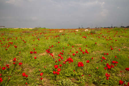 Wheat field near Pura Nature Reserve, Israel.の写真素材