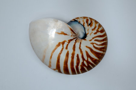 nautilus shell isolated on white background