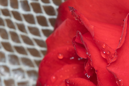 close-up beautiful rose with water dropsの写真素材