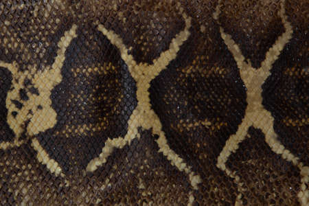 Real snakeskin showing scales and texture for background