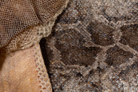 Close up of snake skin texture use for backgroundの写真素材