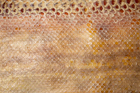 Close up of snake skin texture use for background