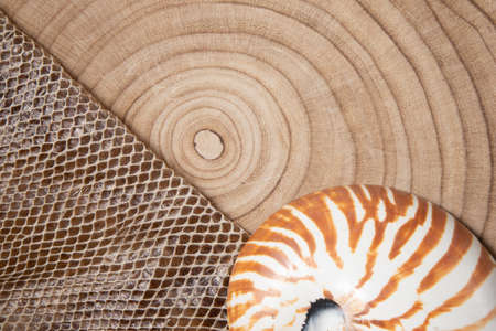 nautilus shell on wood background and snake skinの写真素材