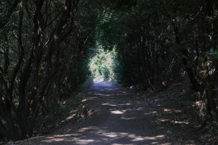 Tree tunnel with walkway, The Wooden High qualityの写真素材