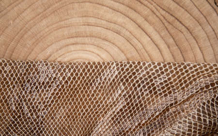 wood snake snin background texture