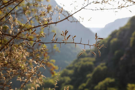 Colorful mixed deciduous forest. Autumn forest in the morning light. Beautiful nature background. Amazing romantic landscape with mysterious autumn forest.の写真素材