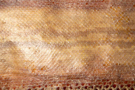 Close up of snake skin texture use for background