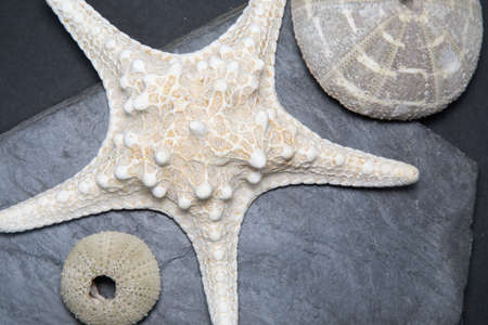 A variety of sea shells on the black background.の写真素材