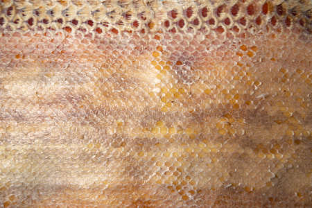Close up of snake skin texture use for background