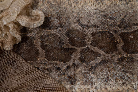 Close up of snake skin texture use for background