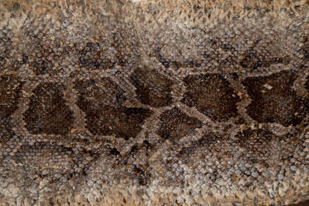 Close up of snake skin texture use for background