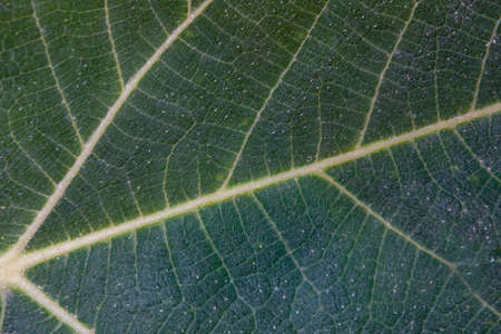 Abstract, nature Green leaf background and beautiful wallpaper.