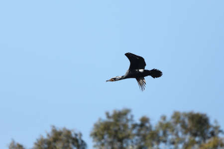 Three black shags (cormorants) silhouettes fly away in the sky