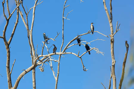 Three black shags (cormorants) silhouettes fly away in the sky