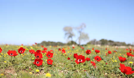 Hand holding a red anemone in a green field