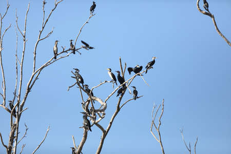 Three black shags (cormorants) silhouettes fly away in the skyの写真素材
