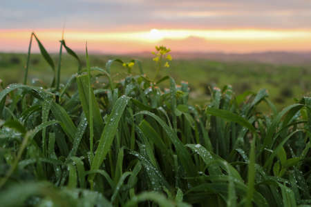 sugar cane plantation sunset view