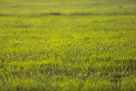 summer landscape, field with green grass and horizon, textured sunset sky, sunの写真素材