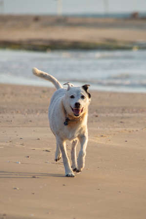 White dog in a red collar stands against the background of the sea Dog are playing in the sea against a red sunset with clouds . Gold seaの写真素材