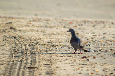 Cute curious dove who approached me and like she wanted me to take her portrait. Close up high resolution image of pegion. Focus on pegions head and nice bokeh on the back. Lovely birds in the parkの写真素材