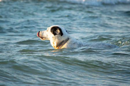 White dog in a red collar stands against the background of the sea Dog are playing in the sea against a red sunset with clouds . Gold seaの写真素材