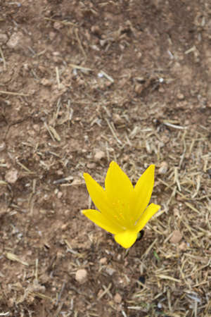 Sternbergia blooming in Judean desert in Gush Etzion, Israelの写真素材