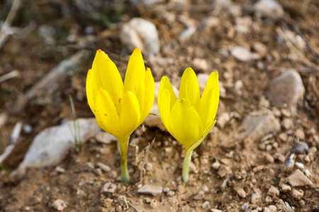 Sternbergia blooming in Judean desert in Gush Etzion, Israel