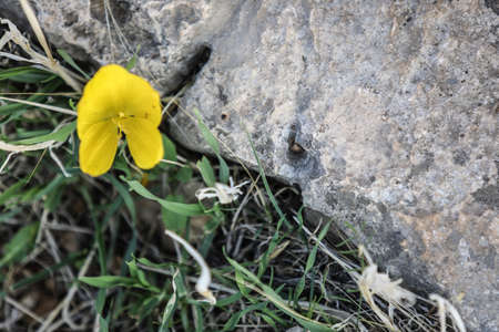 Sternbergia blooming in Judean desert in Gush Etzion, Israel