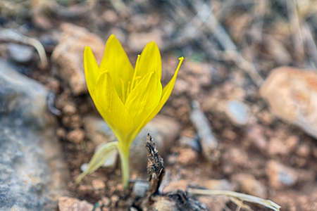 Sternbergia blooming in Judean desert in Gush Etzion, Israelの写真素材