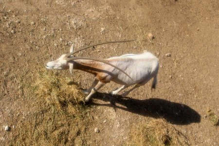 Gemsbok Oryx gazelle in zoo eat top camera