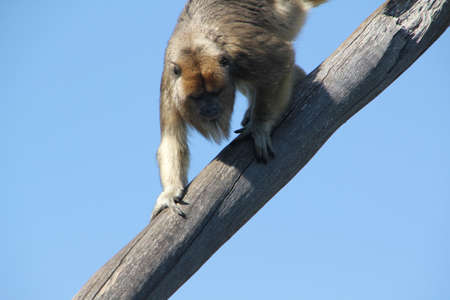 Monkey in the wild. High quality photo