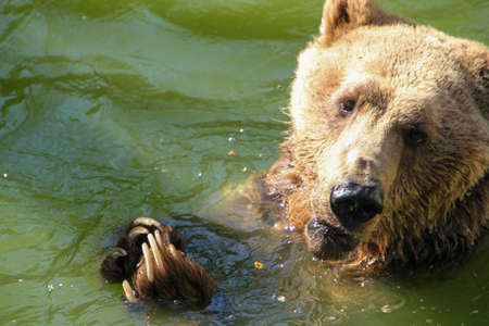 Big brown bear animals and wild