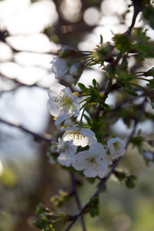 close up of blossoms on a treeの写真素材