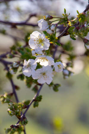 close up of blossoms on a treeの写真素材