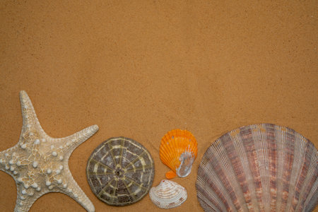 seashells, stones and starfish sand for relaxation as a background