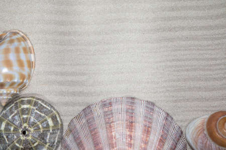 seashells, stones and starfish sand for relaxation as a background