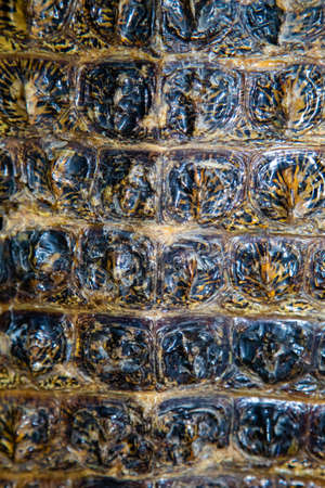 Texture background of Crocodile alligator skin. Closeup of real living alligator showing spikes in...