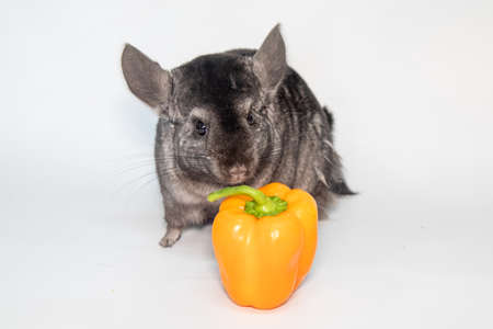 young chinchilla in front of white backgroundの写真素材