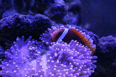Wonderful and beautiful underwater world with corals and tropical fish.の写真素材