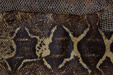 Real snakeskin showing scales and texture for background