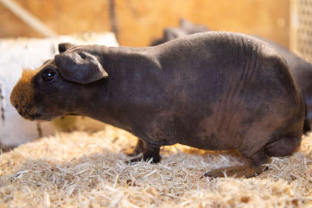 Hairless Guinea Pig standing against white backgroundの写真素材