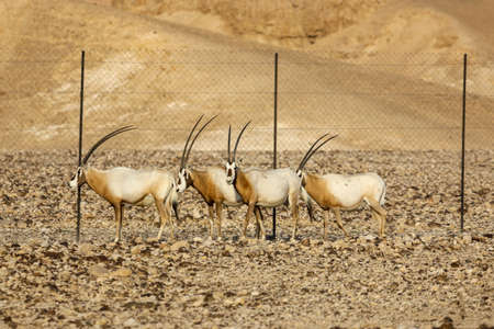 herd of scimitar horned oryx, Oryx dammah, walking trough the scares scrubs in the desert. High quality photoの写真素材