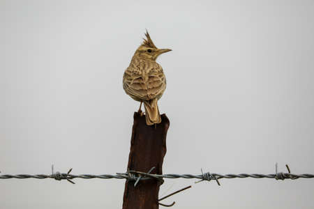 Brown bird landed, looking for other birdsの写真素材