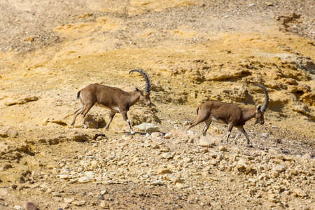 mountain ibex on the background of a natural craterの写真素材