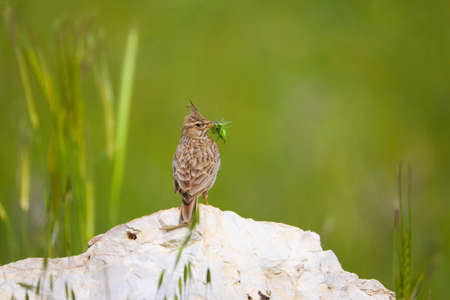 Anthus pratensis (meadow pipit) collecting caterpillarの写真素材