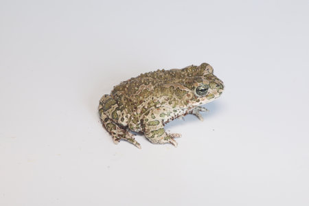 Still european green toad, bufotes viridis, with red spots in mating season from side view....