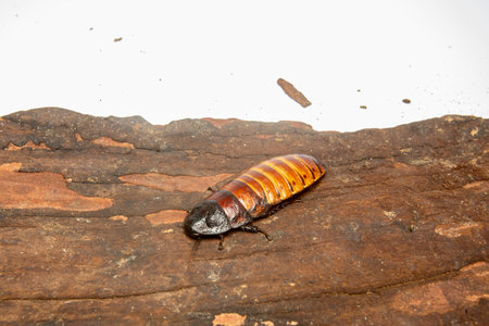 big tropical cockroach Female of Gromphadorhina portentosa , one of the largest species of...